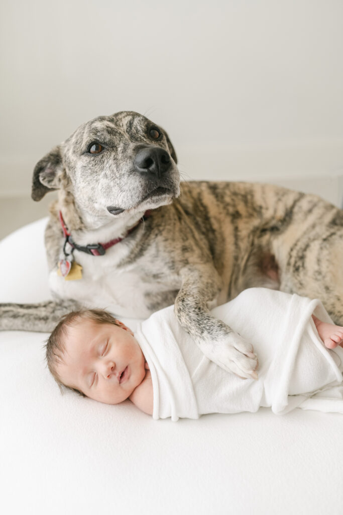 Woodstock Newborn Session with dog
